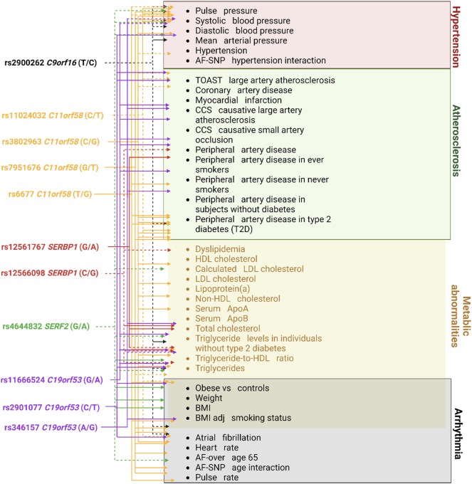 Bioinformatic analysis of the regulatory potential of tagging SNPs provides evidence of the involvement of genes encoding the heat-resistant obscure (Hero) proteins in the pathogenesis of cardiovascular diseases.