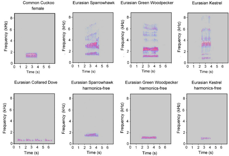 Acoustic overtones improve the discrimination of conspecific female calls by male common cuckoos from similar heterospecific calls