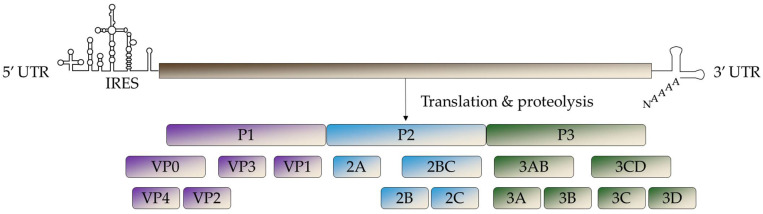 Advances in the Treatment of Enterovirus-D68 and Rhinovirus Respiratory Infections.