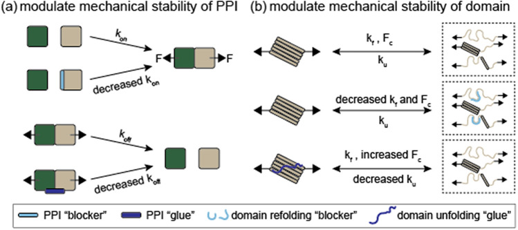 Decoding force-transmission linkages for therapeutic targeting and engineering.