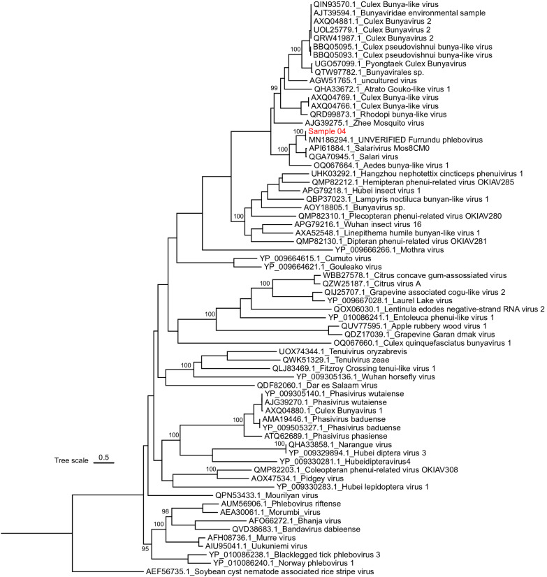 Detection of Furrundu phlebovirus in Aedes scapularis (Diptera: Culicidae) collected in urban parks, in a highly urbanized city.