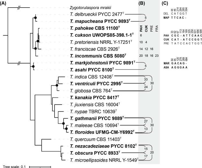 A taxogenomic view of the genus <i>Torulaspora</i>: an expansion from ten to twenty-two species.