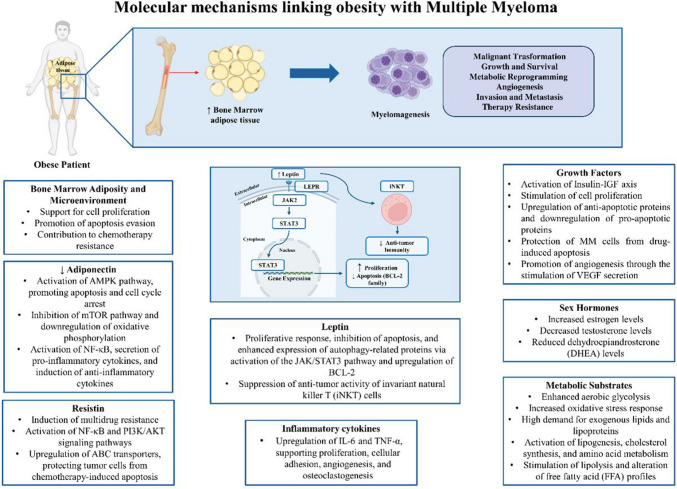 Unraveling Obesity and Multiple Myeloma: Insights from Epidemiology and Molecular Mechanisms.