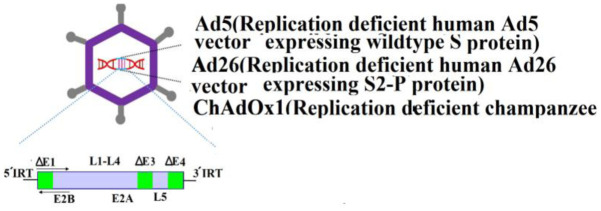 COVID-19 vaccines and neurological disorders: A narrative review of immune responses and adverse reactions.