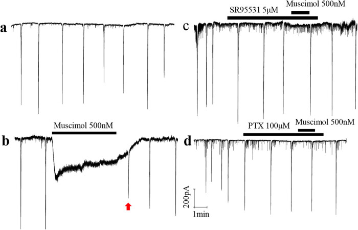 Dopamine attenuates ethanol-induced neuronal apoptosis by stimulating electrical activity in the developing rat retina.