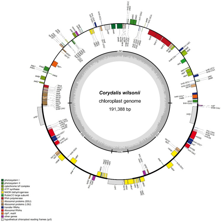 The complete chloroplast genome of <i>Corydalis wilsonii</i> N. E. Brown 1903 and its phylogenetic analysis.