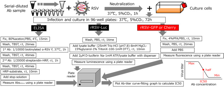 Improved RSV Neutralization Assay Using Recombinant RSV Expressing Reporter Fluorescent Protein.