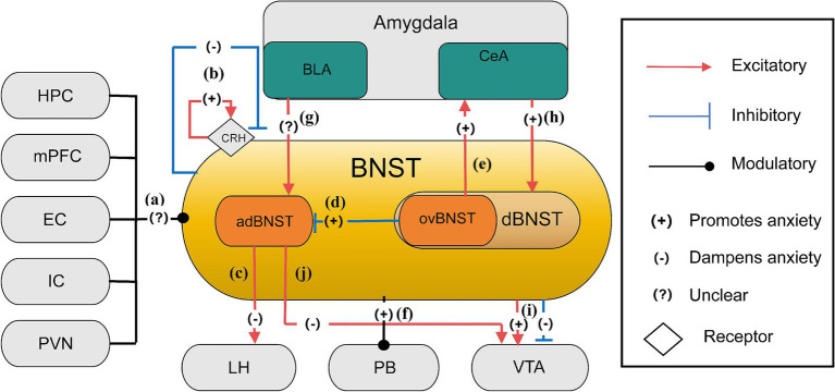 Research progress on the neural circuits mechanisms of anxiety.
