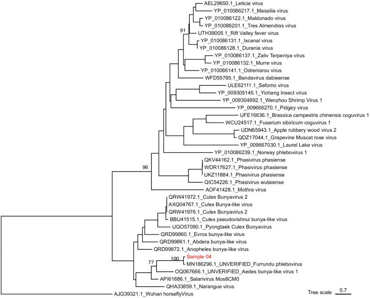 Detection of Furrundu phlebovirus in Aedes scapularis (Diptera: Culicidae) collected in urban parks, in a highly urbanized city.