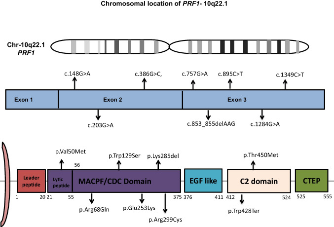 Clinicopathological and Immunogenetic Characterization in 8 Patients with Familial Hemophagocytic Lymphohistiocytosis Type 2: A Study from North India with Literature Review.