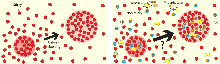 Accelerated Ostwald ripening by chemical activity.