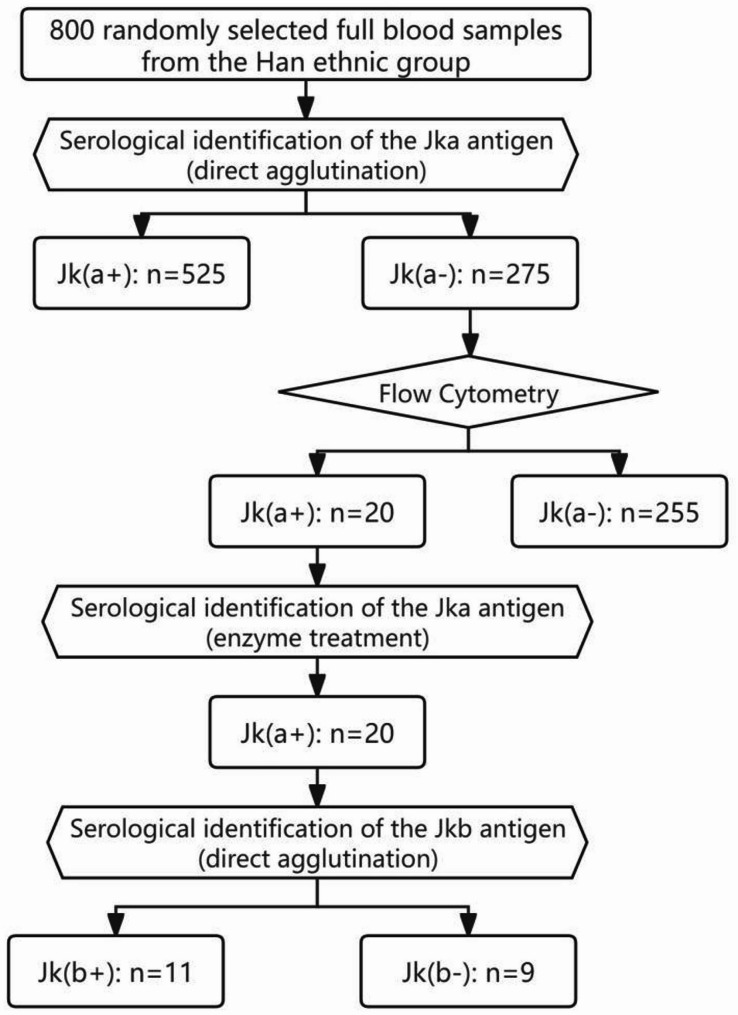 Promoter polymorphisms in the JK*01 W.06 allele associated with the Jk(a + <sup>w</sup>) weak antigen phenotype.