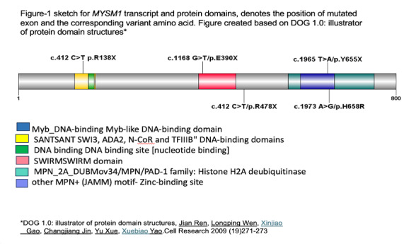 Genetic and Clinical Progression of MYSM1 Related Bone Marrow Failure into Myeloid Malignancies: Case Series and Review of Literature.