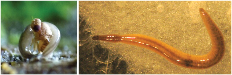 The mitogenome of the Northern Hemisphere native terrestrial flatworm <i>Rhynchodemus sylvaticus</i> (Leidy, 1851) (Platyhelminthes, Geoplanidae).