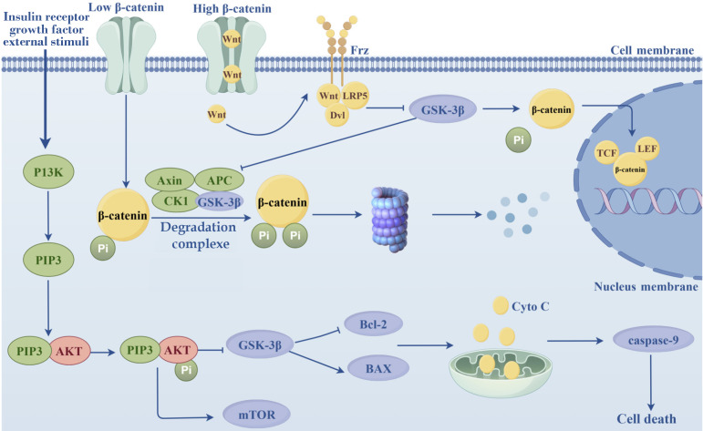 Progress in the application of mesenchymal stem cells to attenuate apoptosis in diabetic kidney disease.