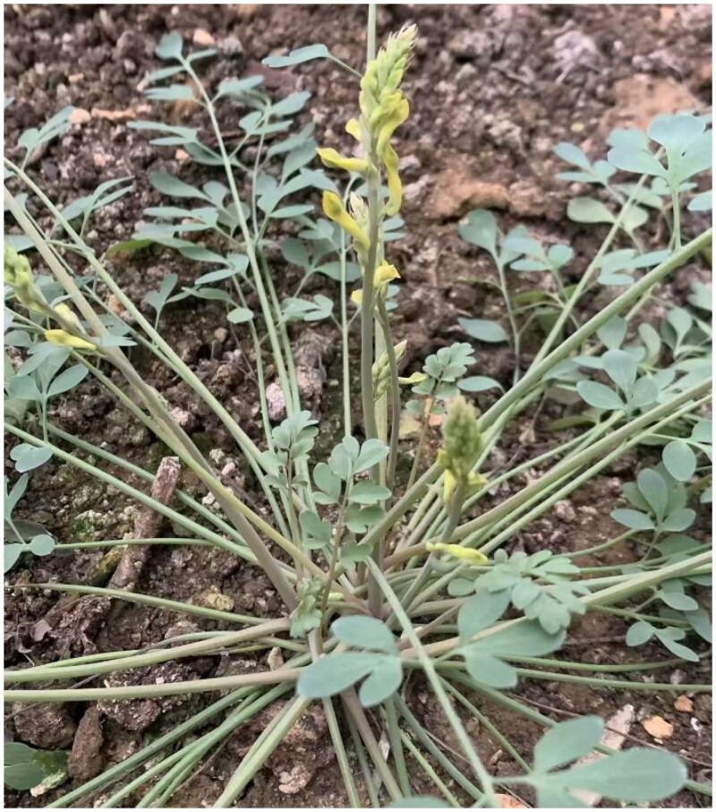 The complete chloroplast genome of <i>Corydalis wilsonii</i> N. E. Brown 1903 and its phylogenetic analysis.