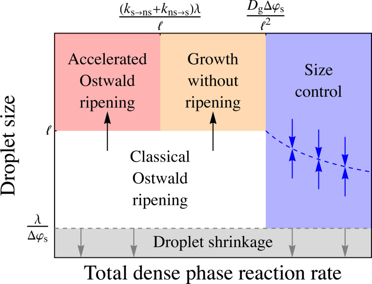Accelerated Ostwald ripening by chemical activity.