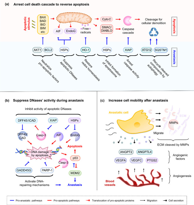Unravelling the pathological roles of anastasis in cancer recurrence.