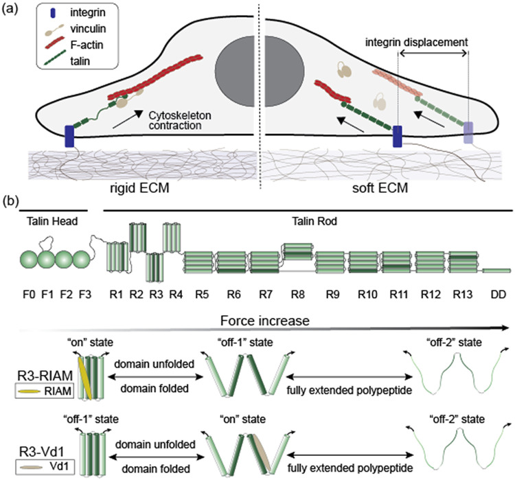 Decoding force-transmission linkages for therapeutic targeting and engineering.