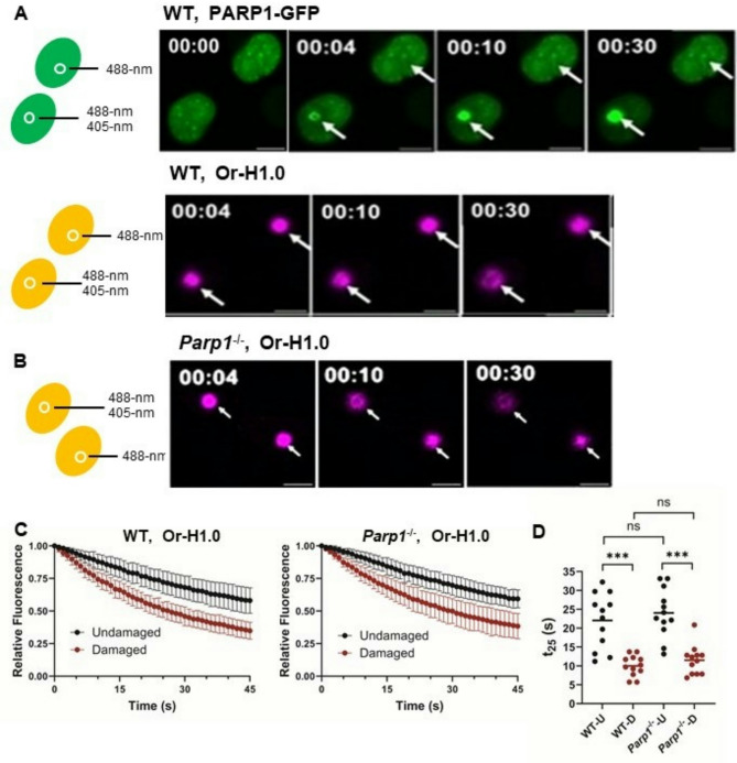 The linker histone chaperone Prothymosin α (PTMA) is essential for efficient DNA damage repair and the recruitment of PARP1.
