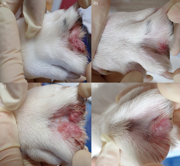 A blinded randomised split-body clinical trial evaluating the effect of fluorescent light energy on antimicrobial management of canine interdigital furunculosis.