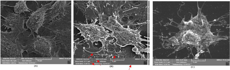Evaluation of the prevention, treatment and synergistic activity between <i>Helicobacter pylori</i> IgY antibodies and pantaprazole on AGS cell line and C57BL/6 Mice.