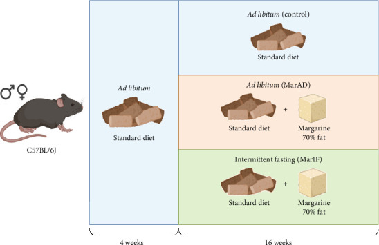 Intermittent Fasting Partially Alleviates Dietary Margarine-Induced Morphometrical, Hematological, and Biochemical Changes in Female Mice, but Not in Males.