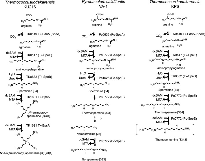Replacement of branched-chain polyamine biosynthesis with thermospermine supports survival under both cold and heat stress in the hyperthermophilic archaeon <i>Thermococcus kodakarensis</i>.