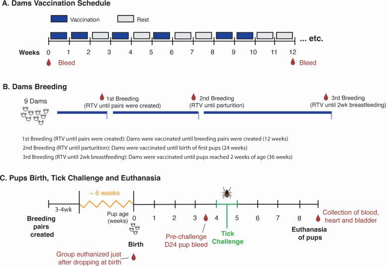 Maternal transfer of oral vaccine induced anti-OspA antibodies protects <i>Peromyscus</i> spp. from tick-transmitted <i>Borrelia burgdorferi</i>.