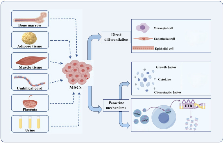 Progress in the application of mesenchymal stem cells to attenuate apoptosis in diabetic kidney disease.