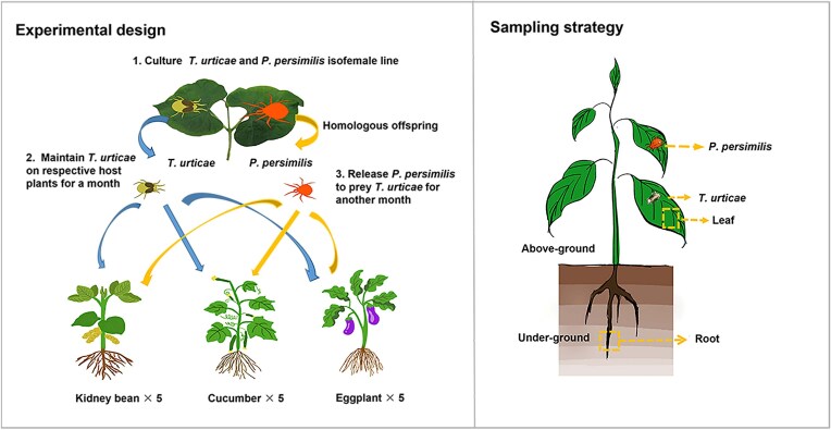 Microbial dynamics across tri-trophic systems: insights from plant-herbivore-predator interactions.