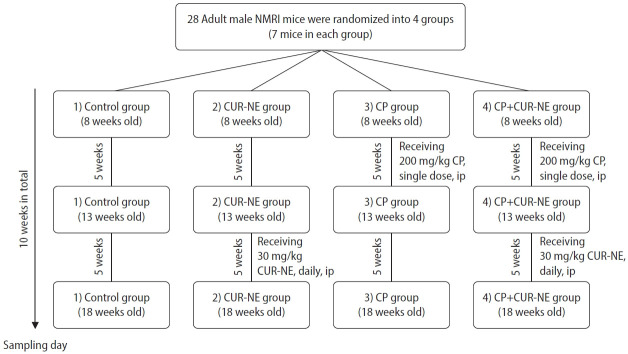 Therapeutic effects of curcumin nanoemulsion on cyclophosphamide-induced testicular toxicity in adult male mice.