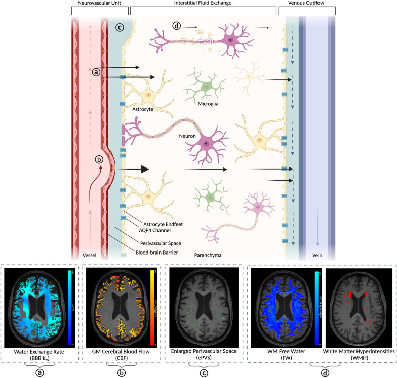 Relationships between measures of neurovascular integrity and fluid transport in aging: a multi-modal neuroimaging study.