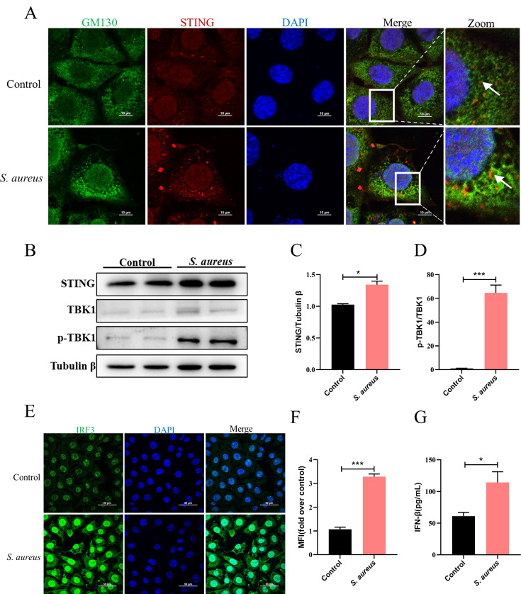 STING contributes to the inflammation and proliferation of <i>Staphylococcus aureus</i> via mitochondrial reactive oxygen species-hypoxic inducible factor 1α axis in epithelial cells.