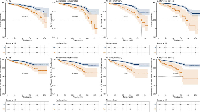 Total Tubulointerstitial Score: a simple and effective predictor of long-term mortality and adverse renal outcomes in lupus nephritis.