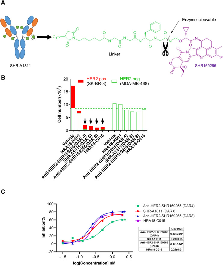 SHR-A1811, a novel anti-HER2 antibody-drug conjugate with optimal drug-to-antibody ratio, efficient tumor killing potency, and favorable safety profiles.