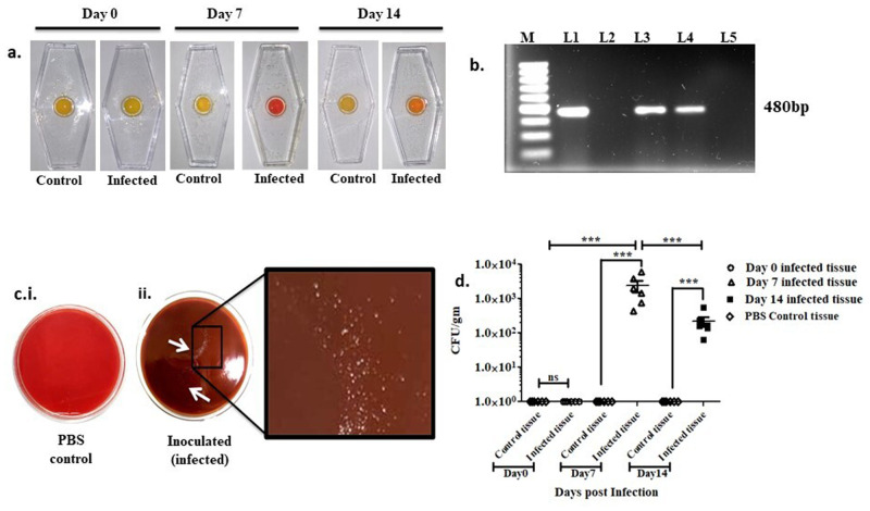 Establishment of an intragastric surgical model using C57BL/6 mice to study the vaccine efficacy of OMV-based immunogens against Helicobacter pylori.