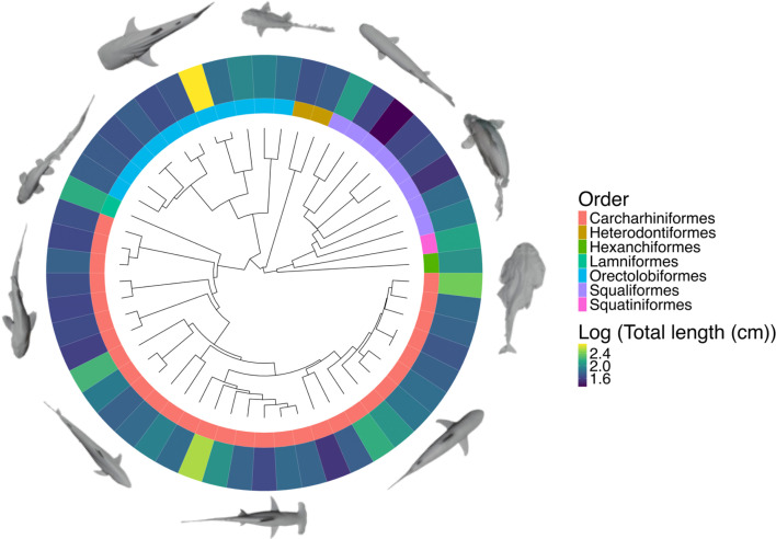 The geometry of life: testing the scaling of whole-organism surface area and volume using sharks.