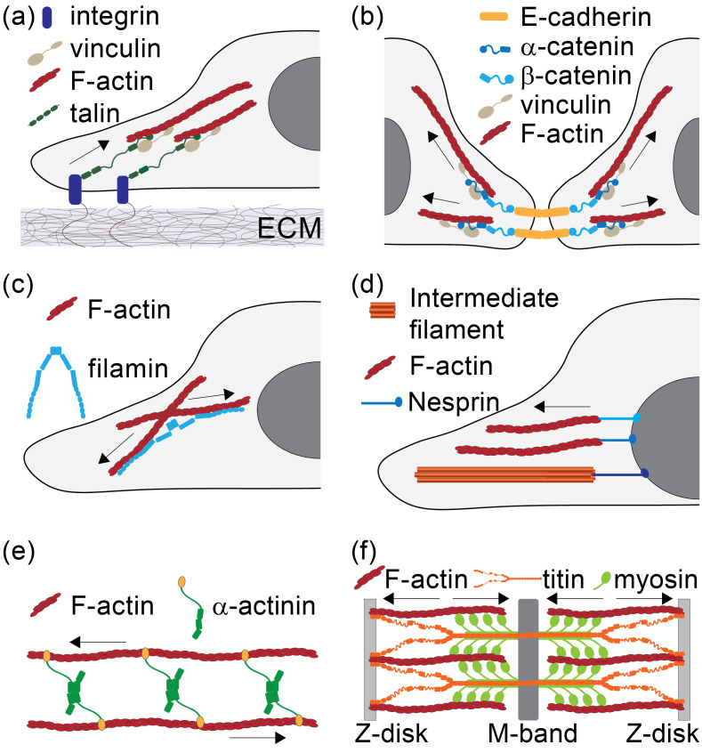 Decoding force-transmission linkages for therapeutic targeting and engineering.