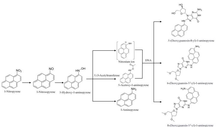 [Progress in the metabolic and biotransformation of polycyclic aromatic hydrocarbons and their derivatives in humans].