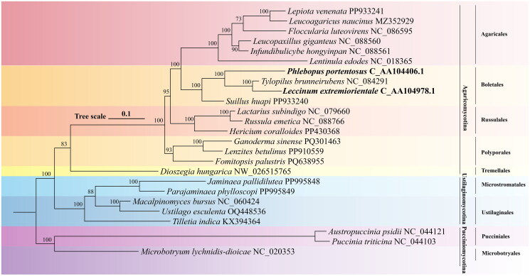 The complete mitochondrial genome sequences of <i>Phlebopus portentosus</i> and <i>Leccinum extremiorientale</i> (Boletales; Boletinellaceae: Phlebopus; Leccinum).