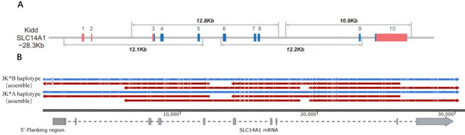 Promoter polymorphisms in the JK*01 W.06 allele associated with the Jk(a + <sup>w</sup>) weak antigen phenotype.