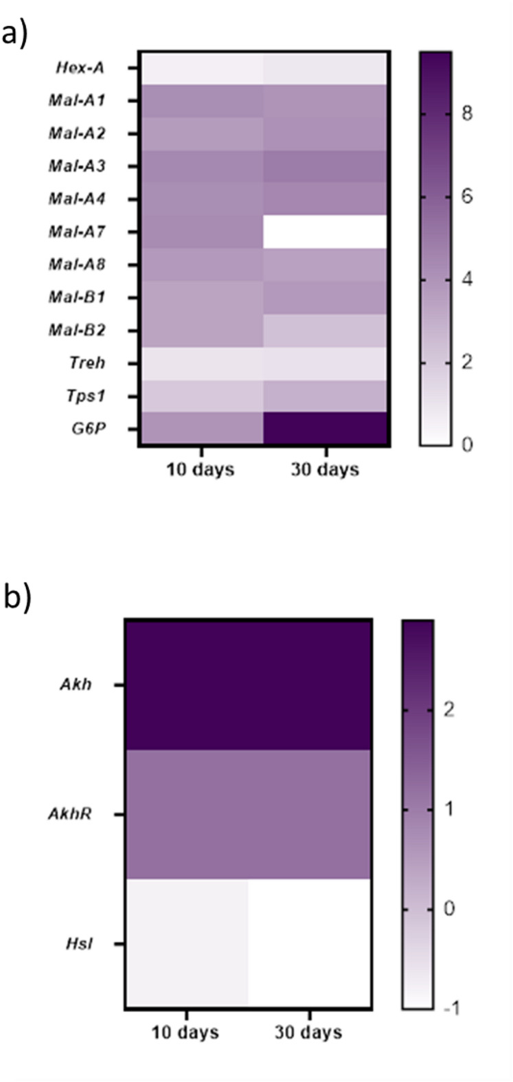 Drosophila melanogaster as a model organism to investigate sex specific differences.