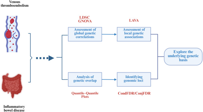 Exploring the genetic basis between inflammatory bowel disease and venous thromboembolism.