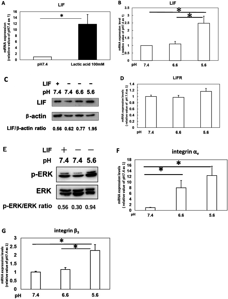 Low pH induces amiloride-sensitive expression of leukemia inhibitory factor in endometrial cells.
