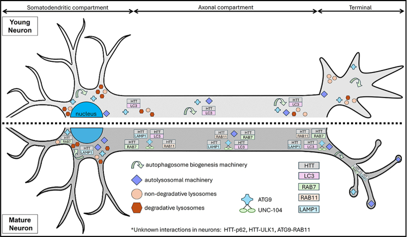 Navigating the neuronal recycling bin: Another look at huntingtin in coordinating autophagy.