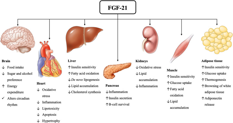 Circulating Fibroblast Growth Factor-21 in Patients with Nonalcoholic Fatty Liver Disease: A Systematic Review and Meta-Analysis.