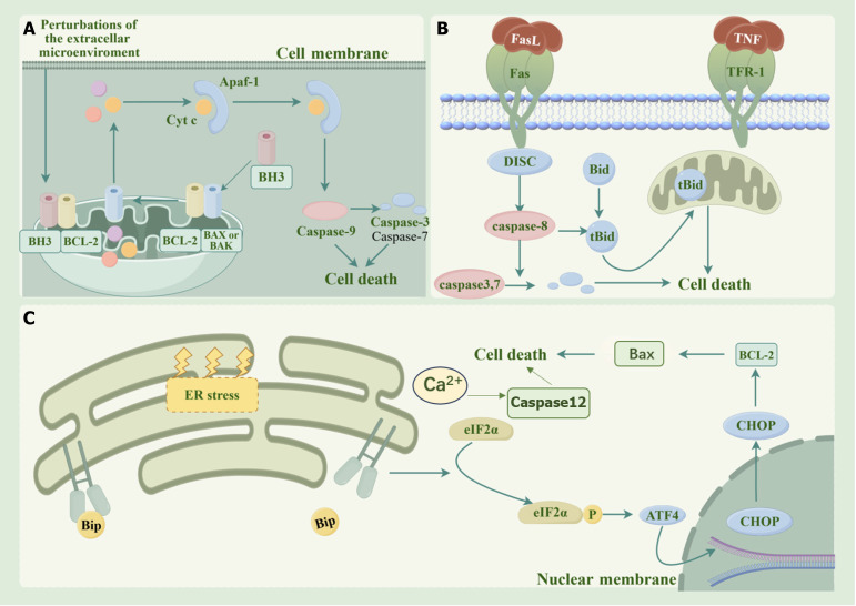 Progress in the application of mesenchymal stem cells to attenuate apoptosis in diabetic kidney disease.