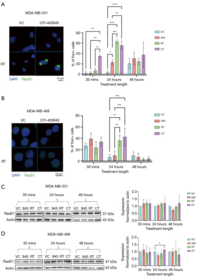 Investigation of effects of CFI-400945 and ionizing radiation on DNA damage response in triple-negative breast cancer.