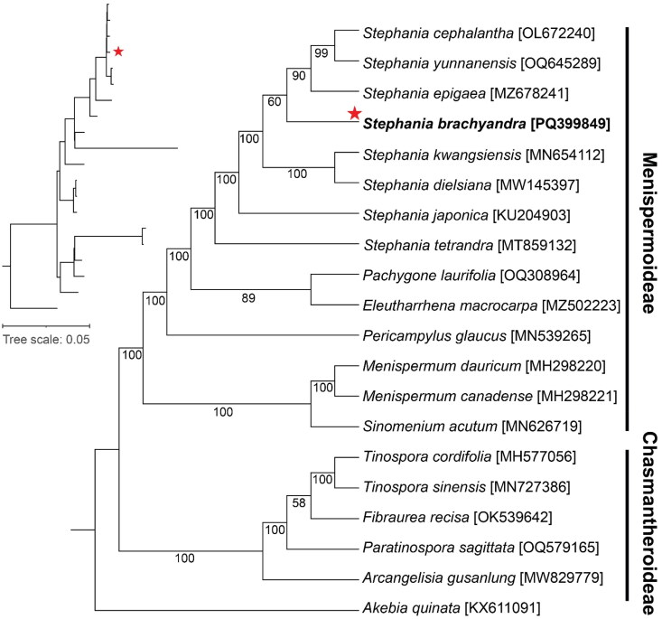 The complete chloroplast genome sequence of the medicinal plant <i>Stephania brachyandra</i> Diels 1910 (Menispermaceae, Ranunculales) and phylogenetic analysis.